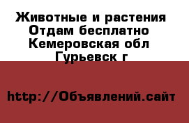 Животные и растения Отдам бесплатно. Кемеровская обл.,Гурьевск г.